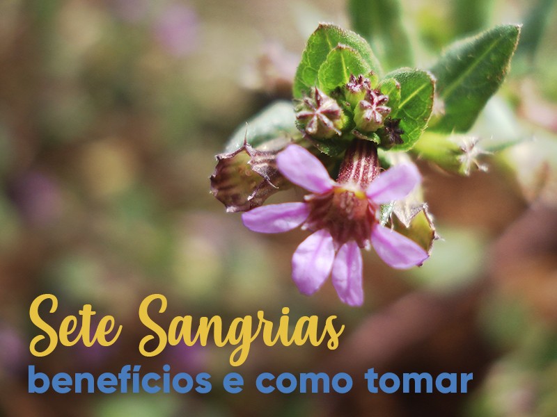 Sete sangrias: benefcios e como tomar